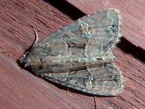 Mesapamea sp.